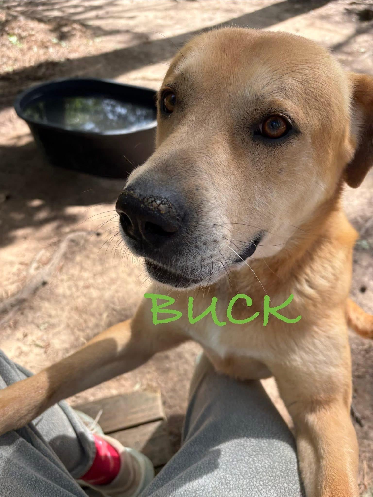 Buck, a ADOPTABLE mixed breed in Ruston, LA image 5/5