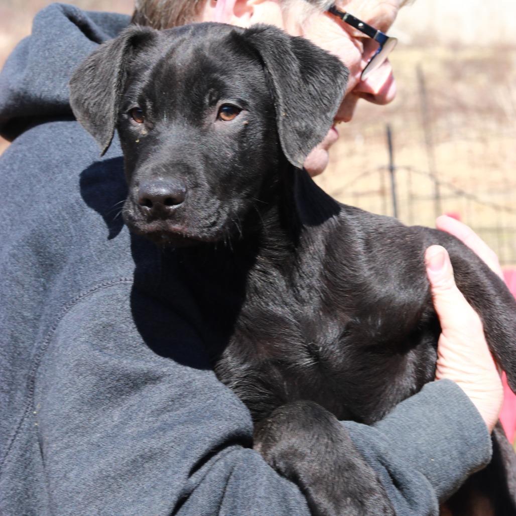 Enlarge CT Monday, a Adoptable mixed breed in Stormville, NY image 2/6