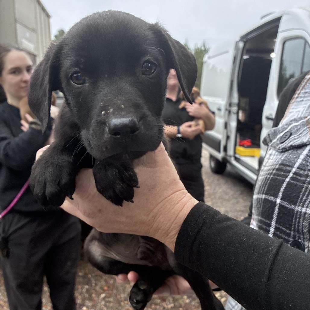 Enlarge CT Monday, a Adoptable mixed breed in Stormville, NY image 4/6