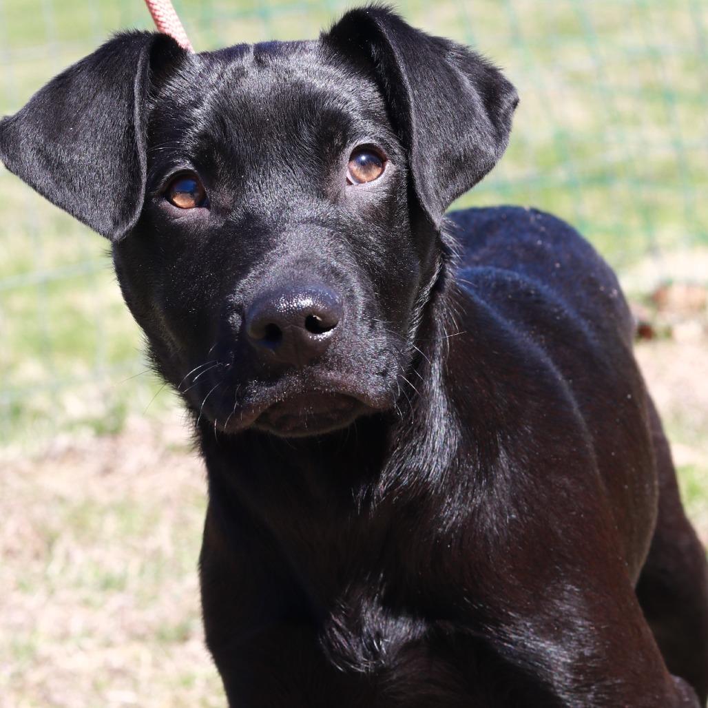 CT Monday (Fostered in Glastonbury, CT), a Adoptable mixed breed in Stormville, NY image 6/6