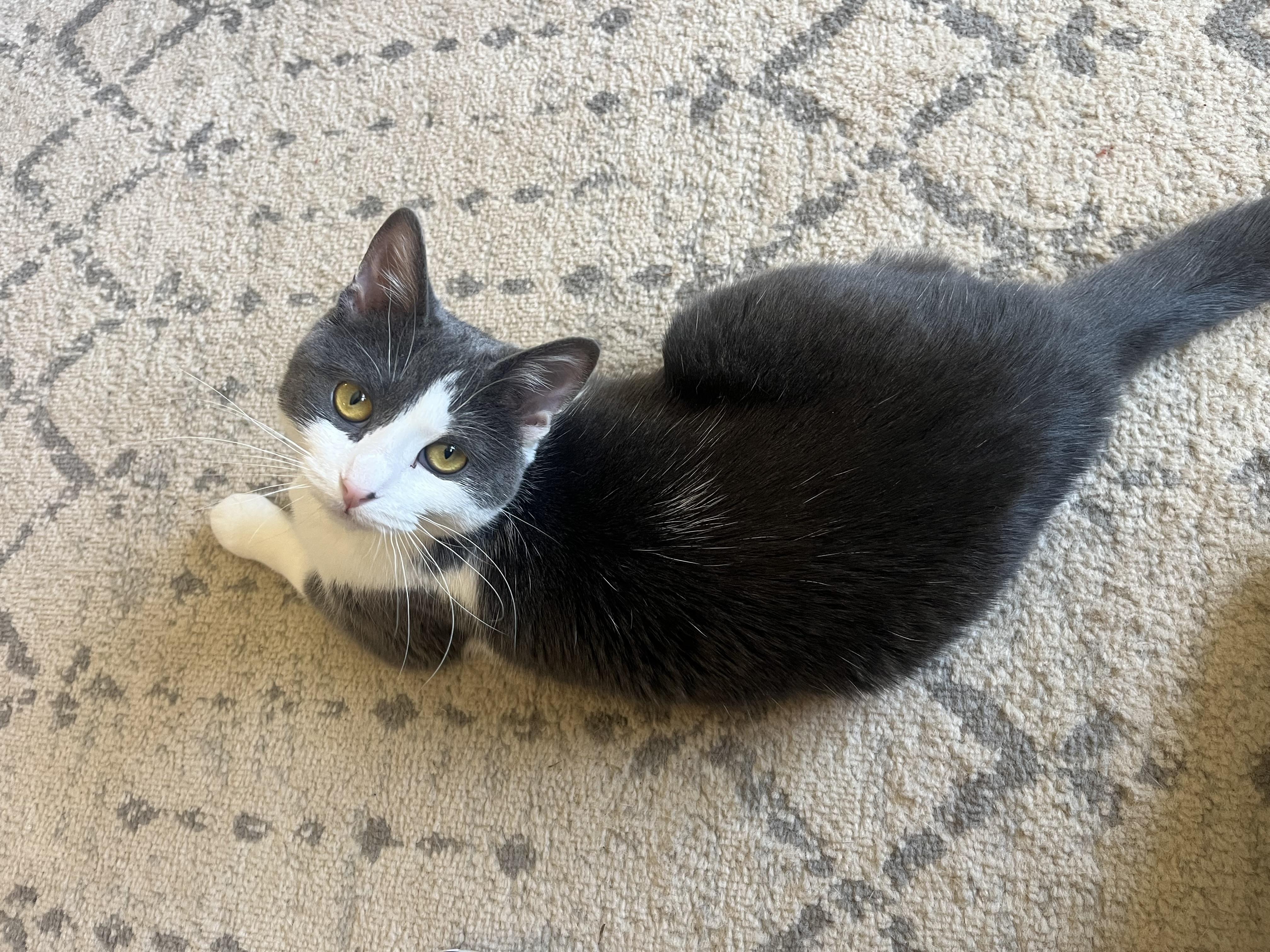 Enlarge Noble, a Adoptable Domestic Short Hair in Mineral Point, WI image 4/6