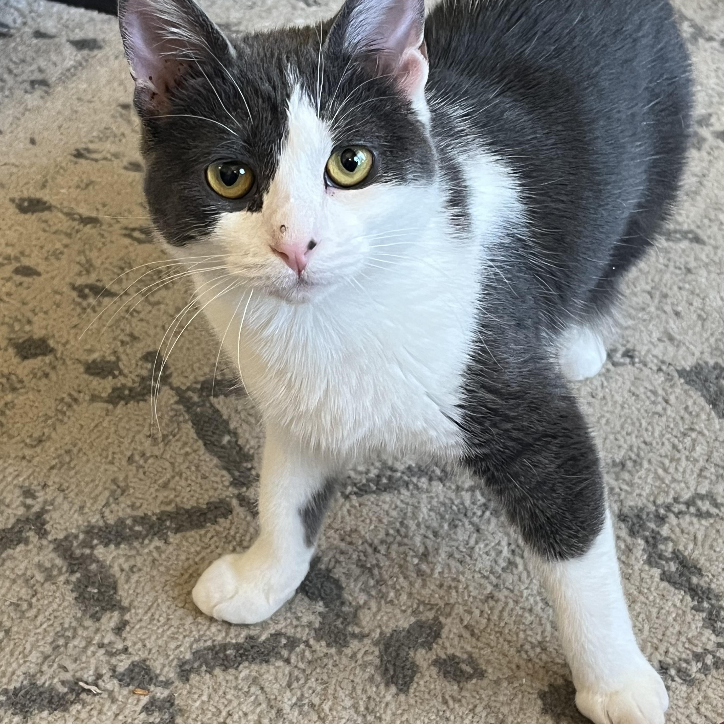 Enlarge Noble, a Adoptable Domestic Short Hair in Mineral Point, WI image 3/6