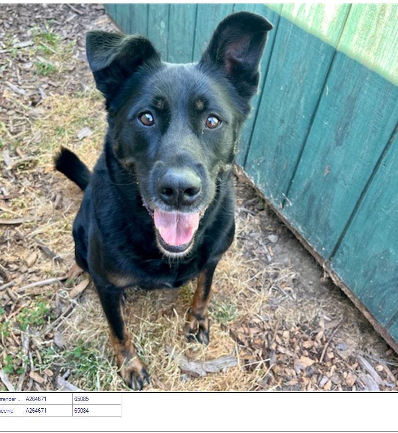 Buck, Adoptable, Adult Male Mixed Breed.
