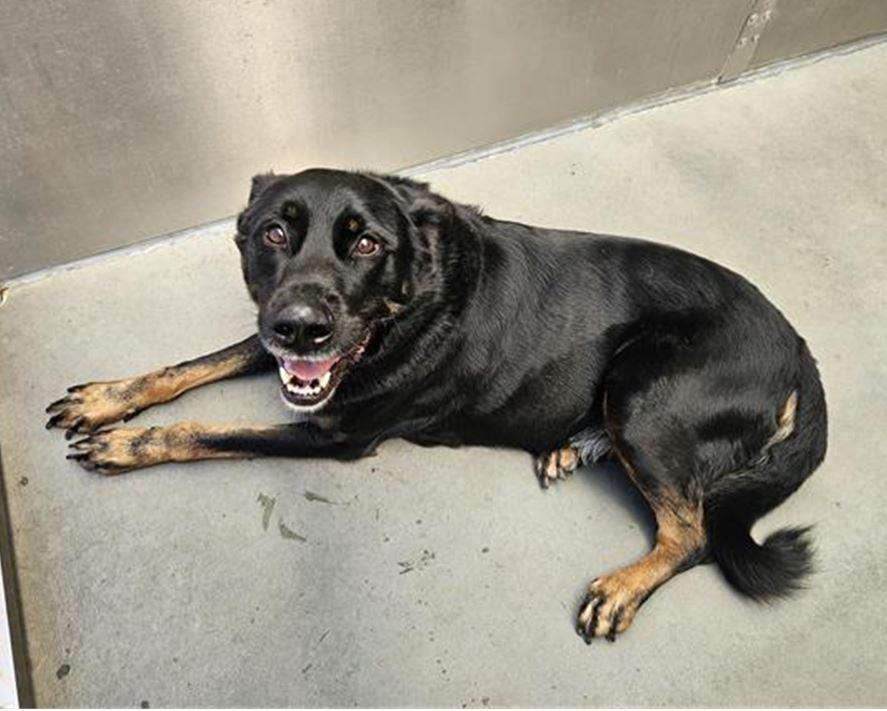 Buck, a Adoptable mixed breed in San Jose, CA image 2/2