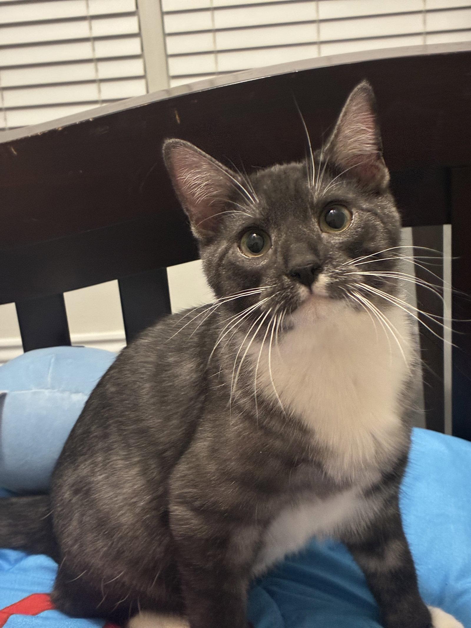 Wally, Adopted, Young Male Tuxedo & Domestic Short Hair.