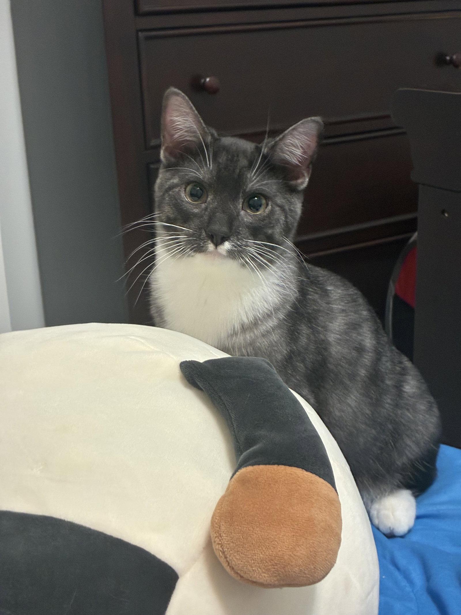 Enlarge Wally, a Adopted mixed breed in Cincinnati, OH image 2/3