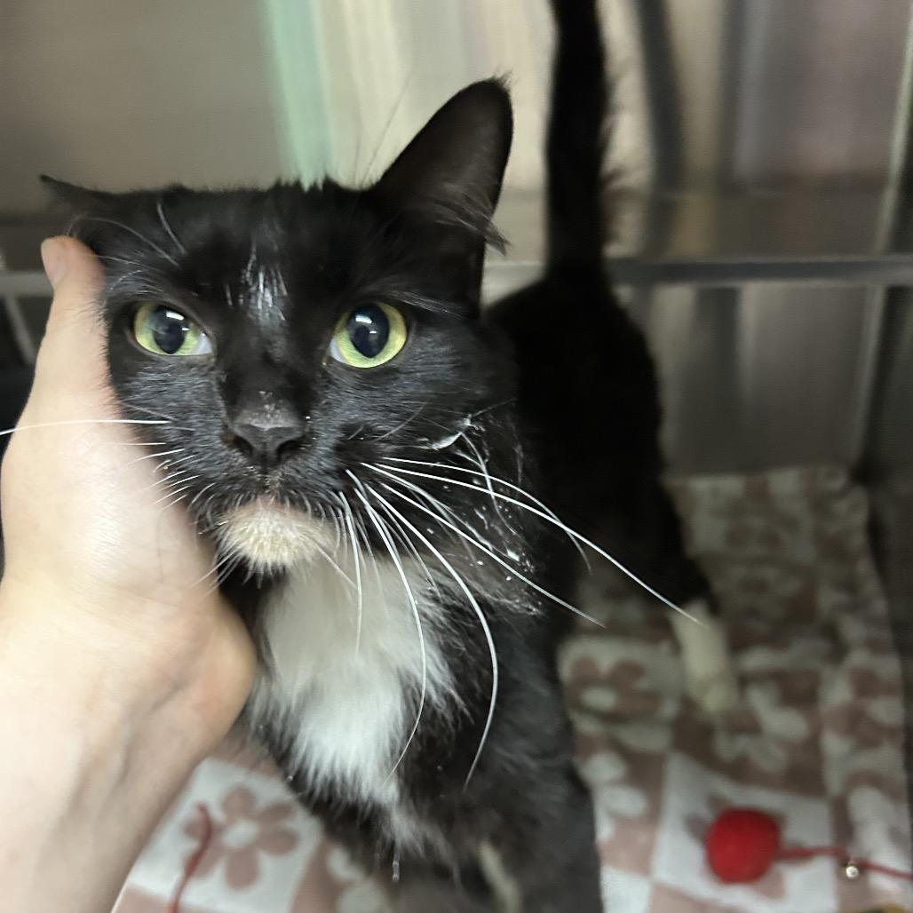 Sweetee 28308, Adoptable, Adult Female Domestic Medium Hair.