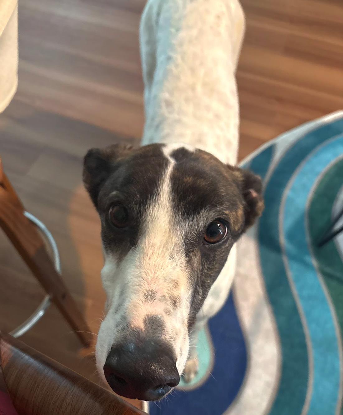 Jamaica Damo (Damo), Adopted, Young Male Greyhound.