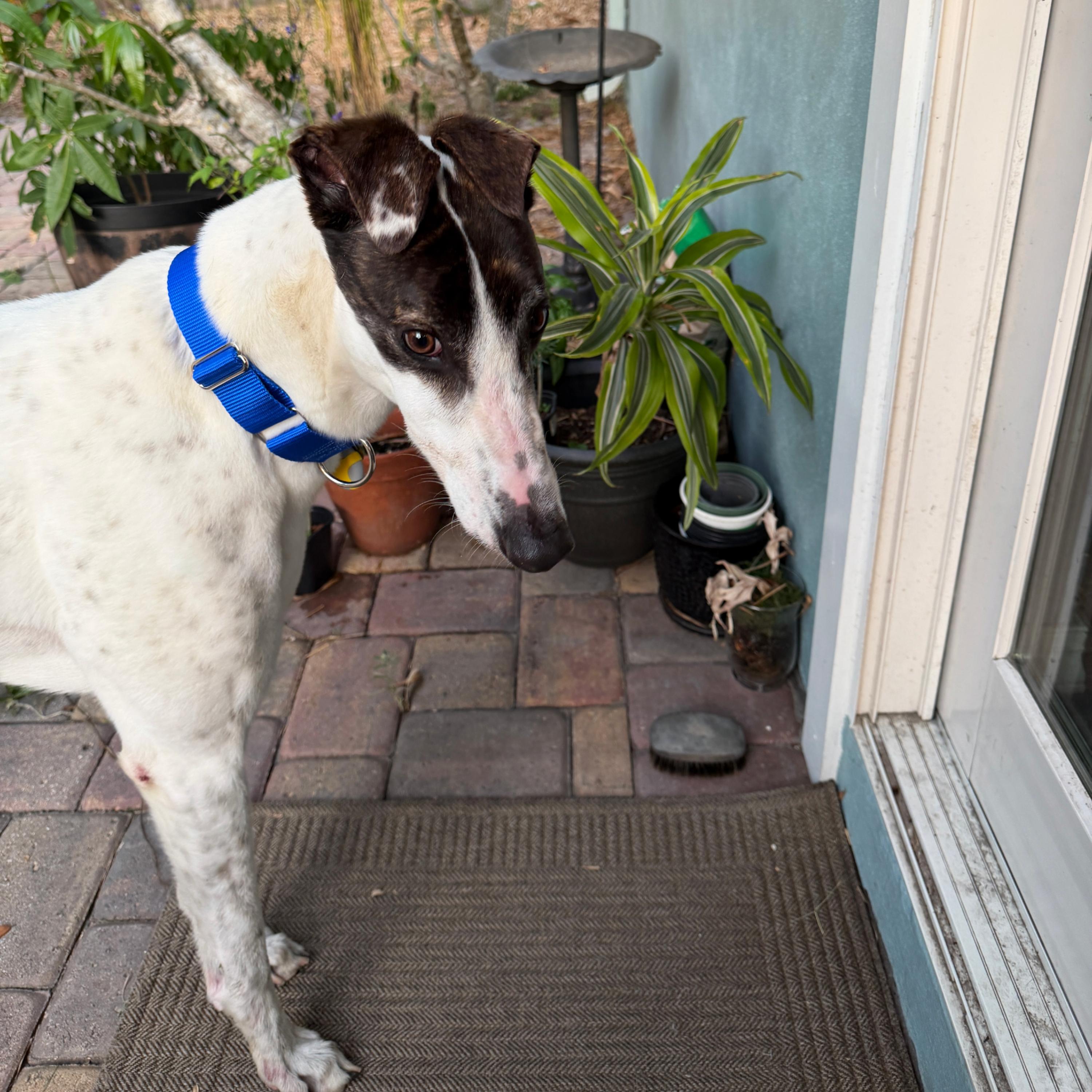 Jamaica Damo (Damo), a Adopted Greyhound in Tarpon Springs, FL image 2/6