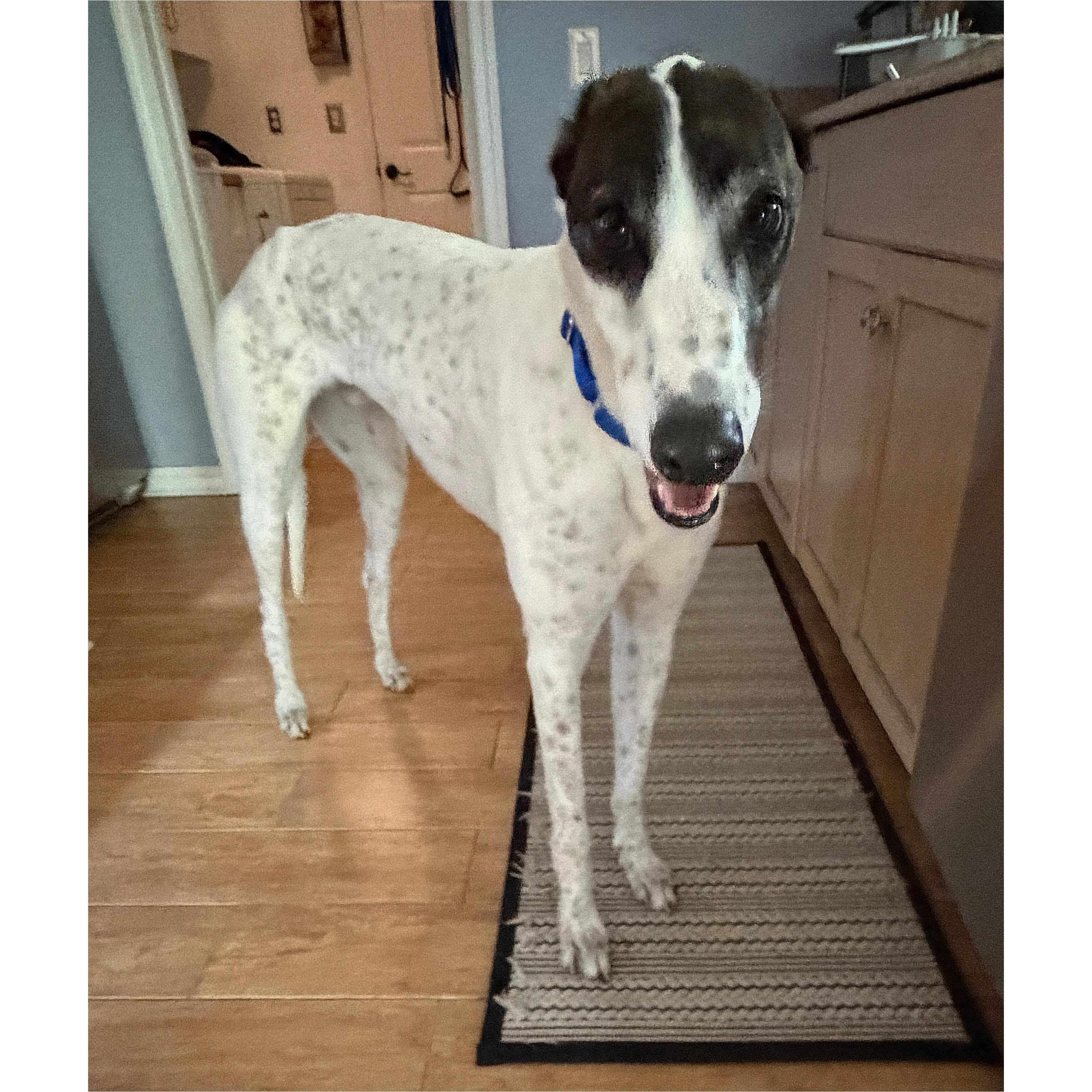 Jamaica Damo (Damo), a Adopted Greyhound in Tarpon Springs, FL image 3/6