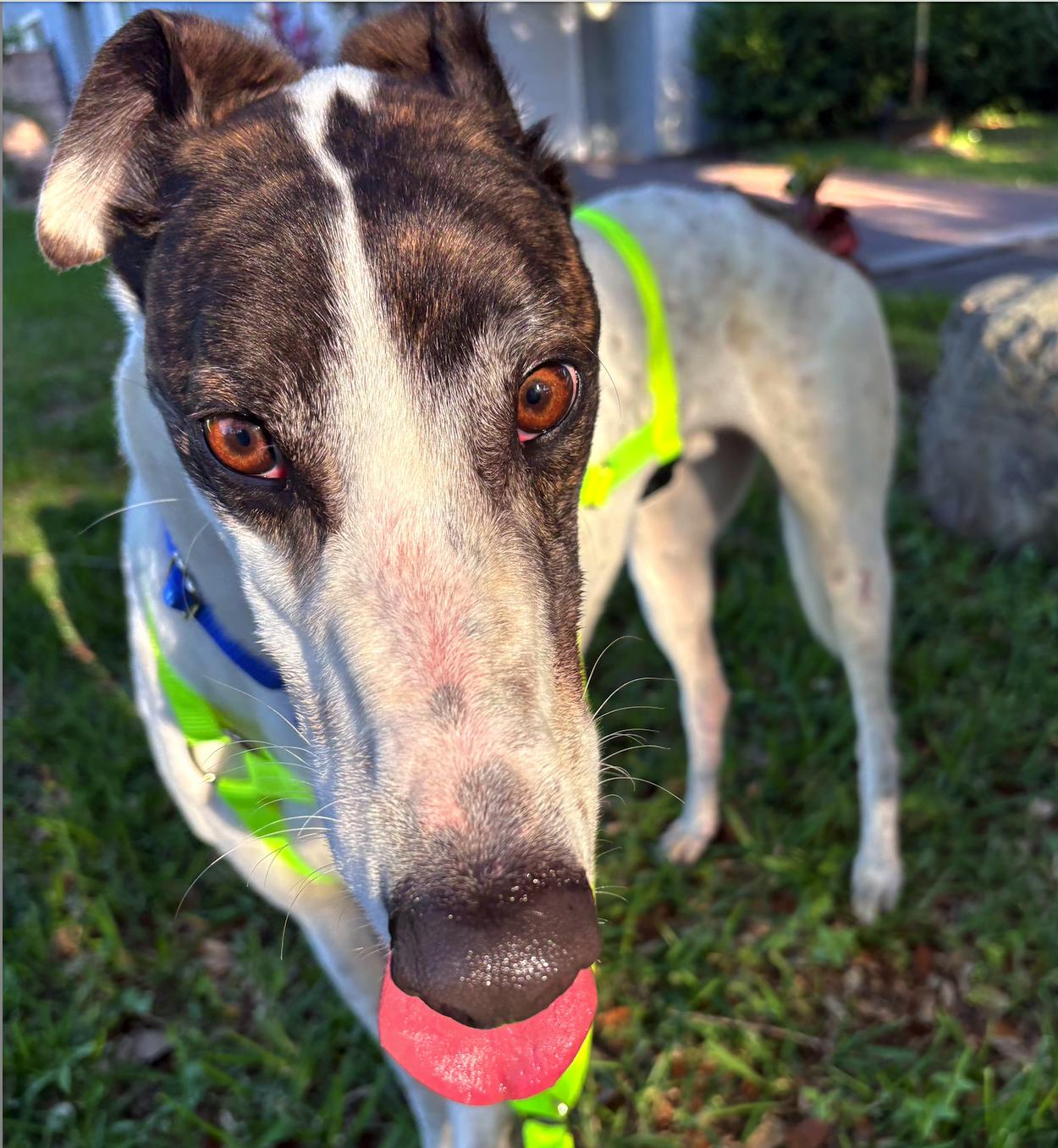 Jamaica Damo (Damo), a Adopted Greyhound in Tarpon Springs, FL image 4/6