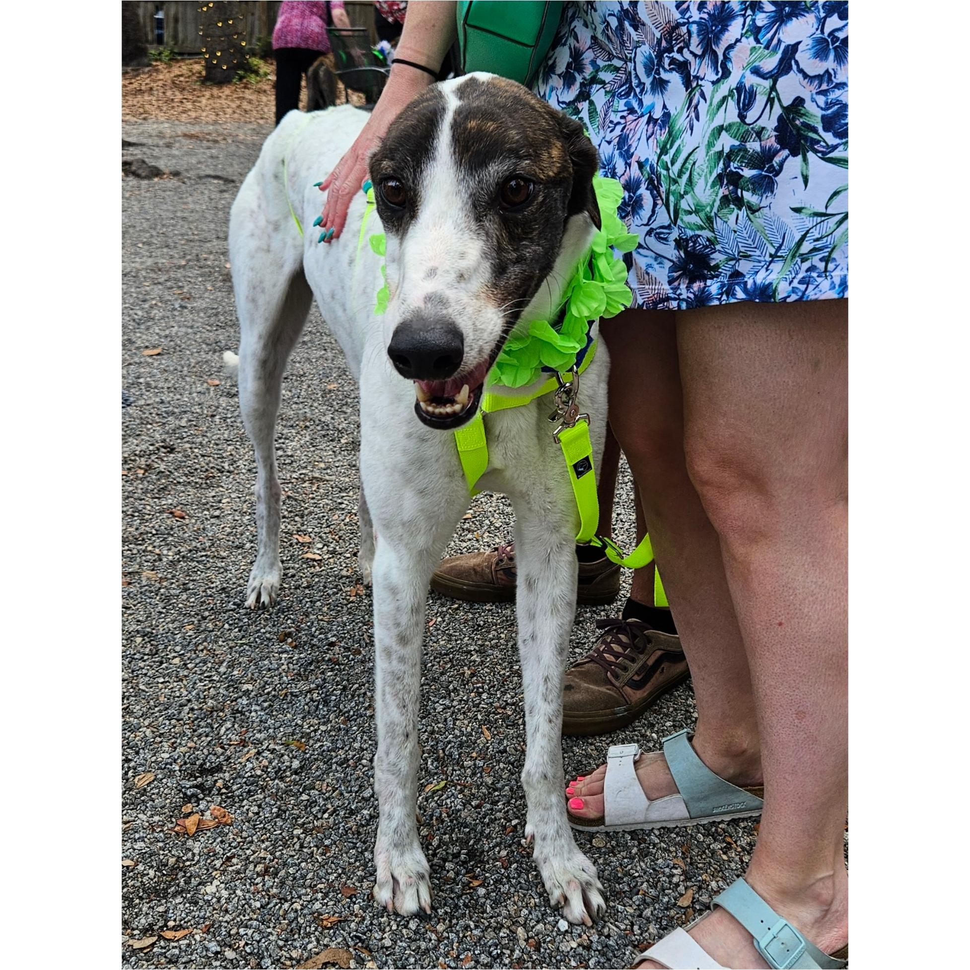 Jamaica Damo (Damo), a Adopted Greyhound in Tarpon Springs, FL image 5/6