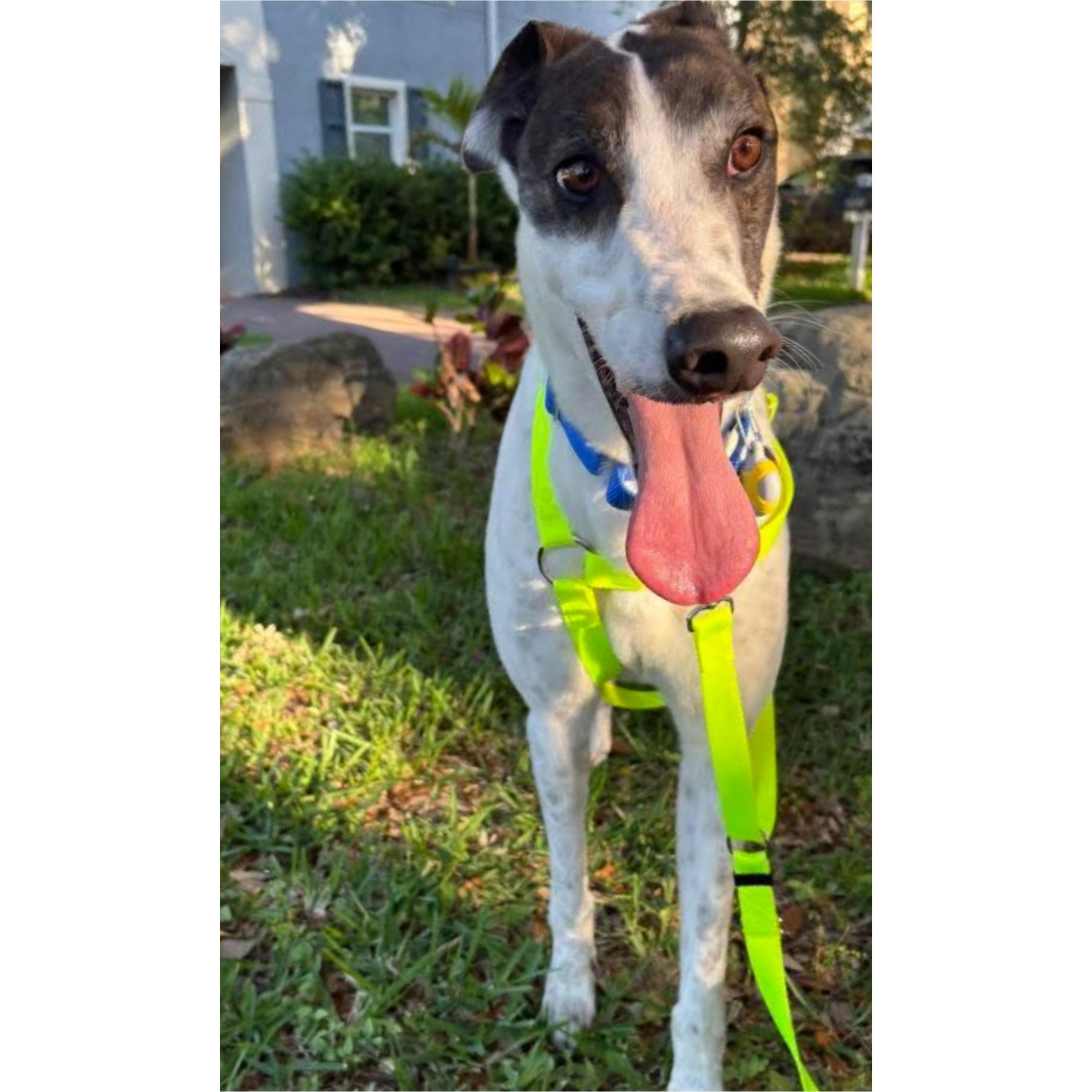 Jamaica Damo (Damo), a Adopted Greyhound in Tarpon Springs, FL image 6/6