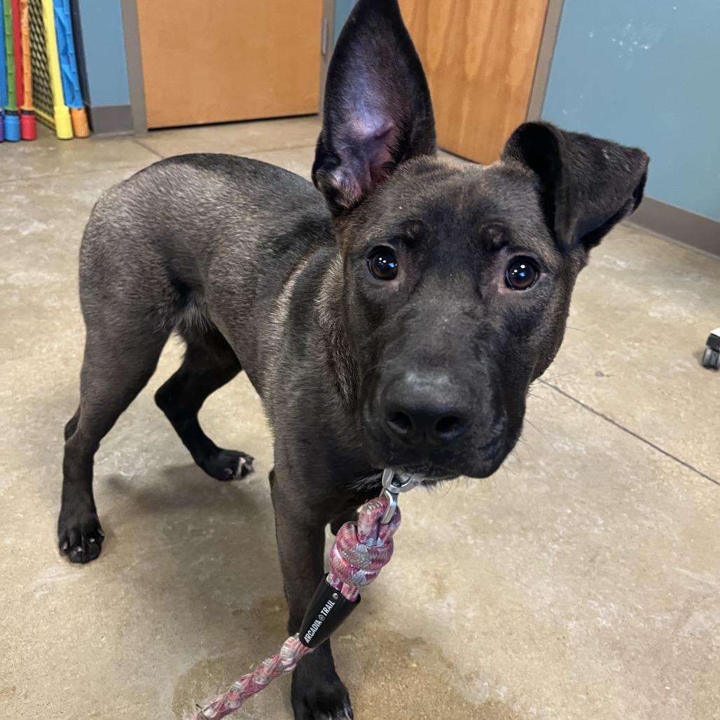 Enlarge Rainbow SuperNova, a Adoptable mixed breed in Baltimore, MD image 1/6