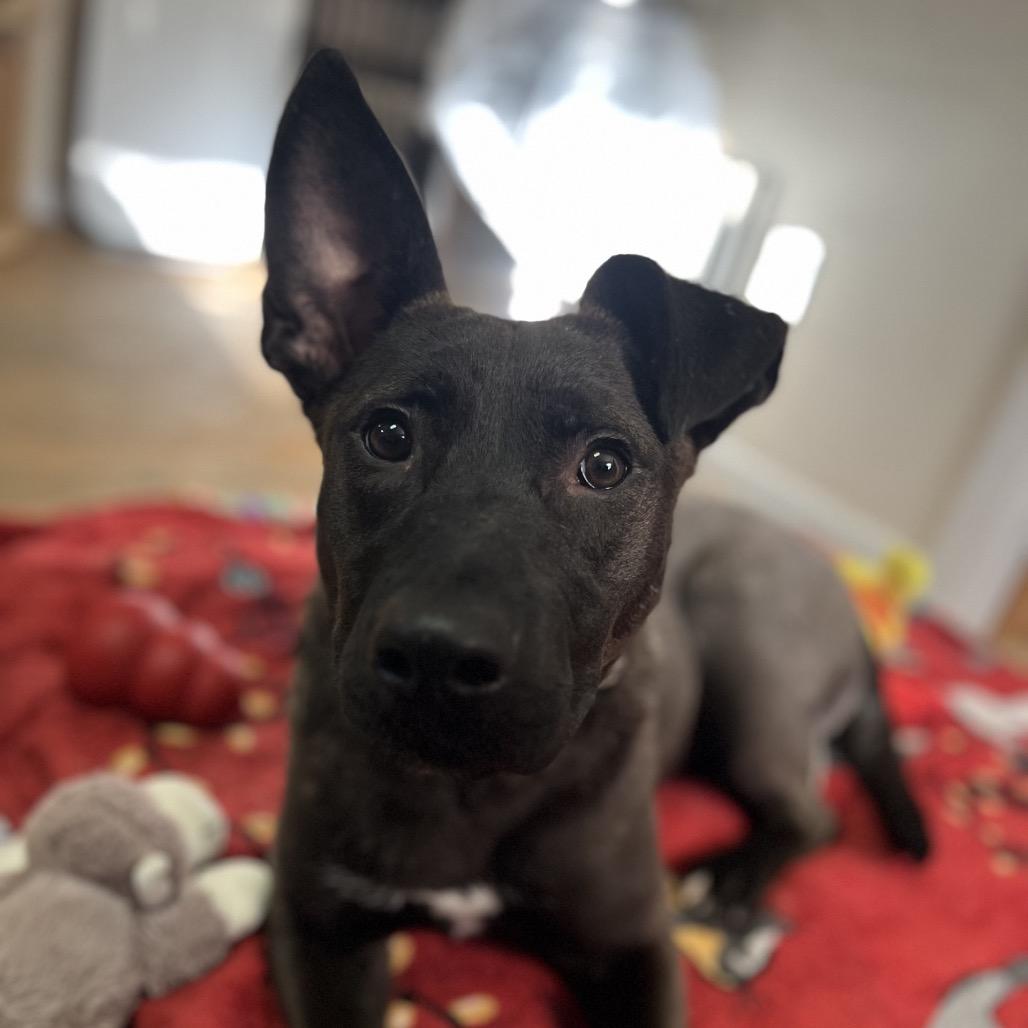 Enlarge Rainbow SuperNova, a Adoptable mixed breed in Baltimore, MD image 2/6