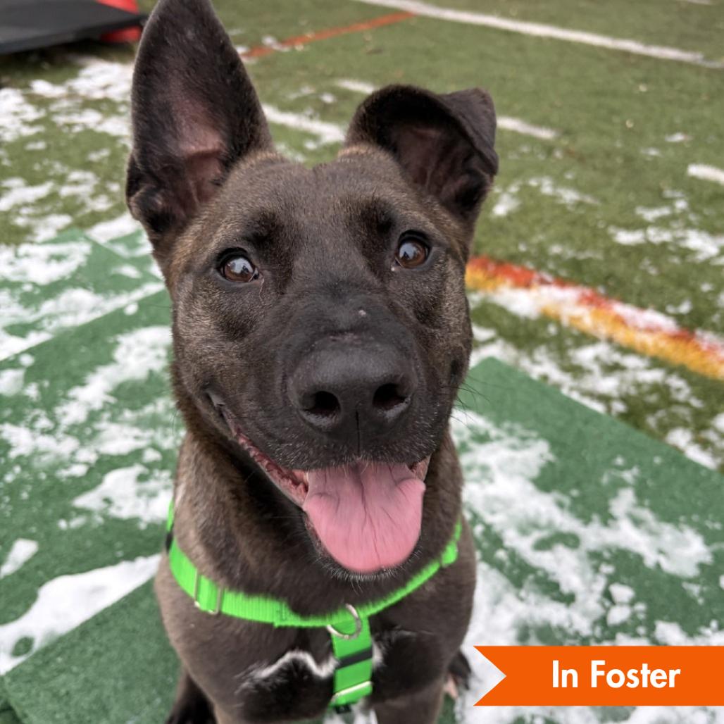 Enlarge Rainbow SuperNova, a Adoptable mixed breed in Baltimore, MD image 3/6