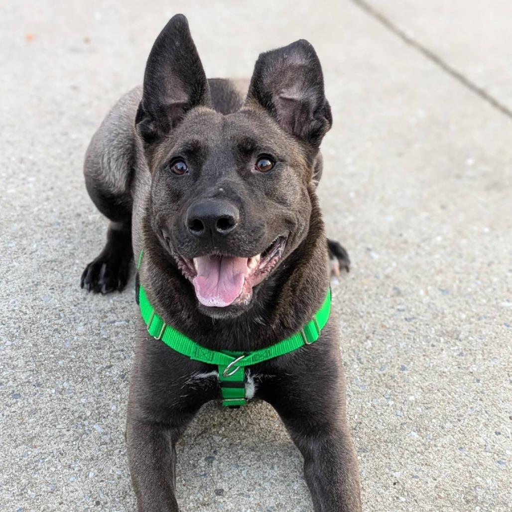 Enlarge Rainbow SuperNova, a Adoptable mixed breed in Baltimore, MD image 4/6