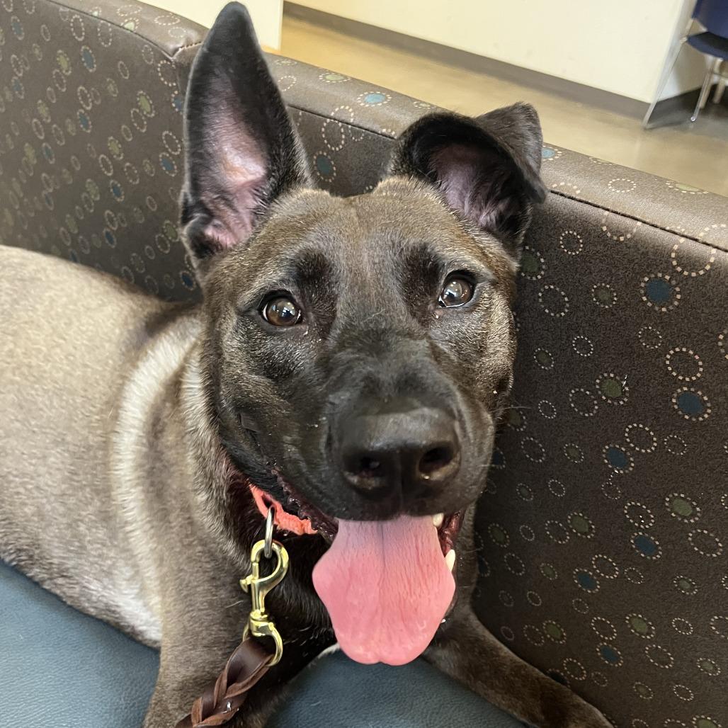 Enlarge Rainbow SuperNova, a Adoptable mixed breed in Baltimore, MD image 5/6