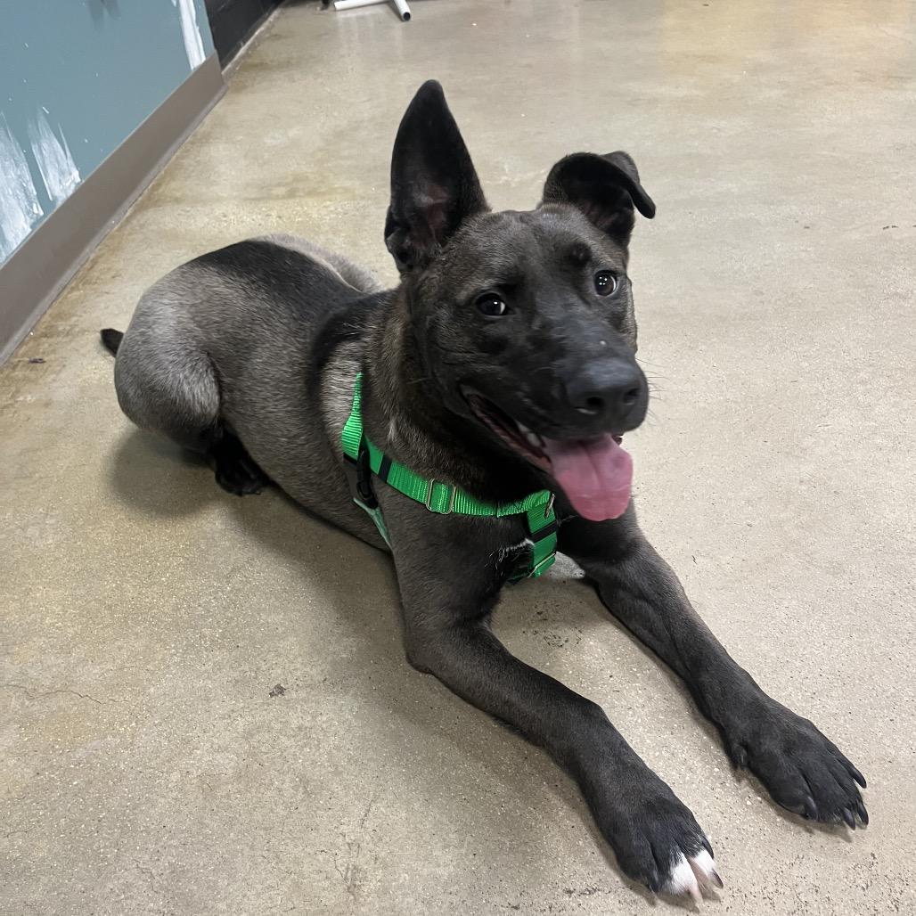 Enlarge Rainbow SuperNova, a Adoptable mixed breed in Baltimore, MD image 6/6