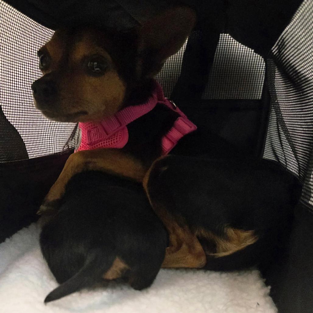 38 (2026) Benjamin, Adoptable, Puppy Male Chihuahua.