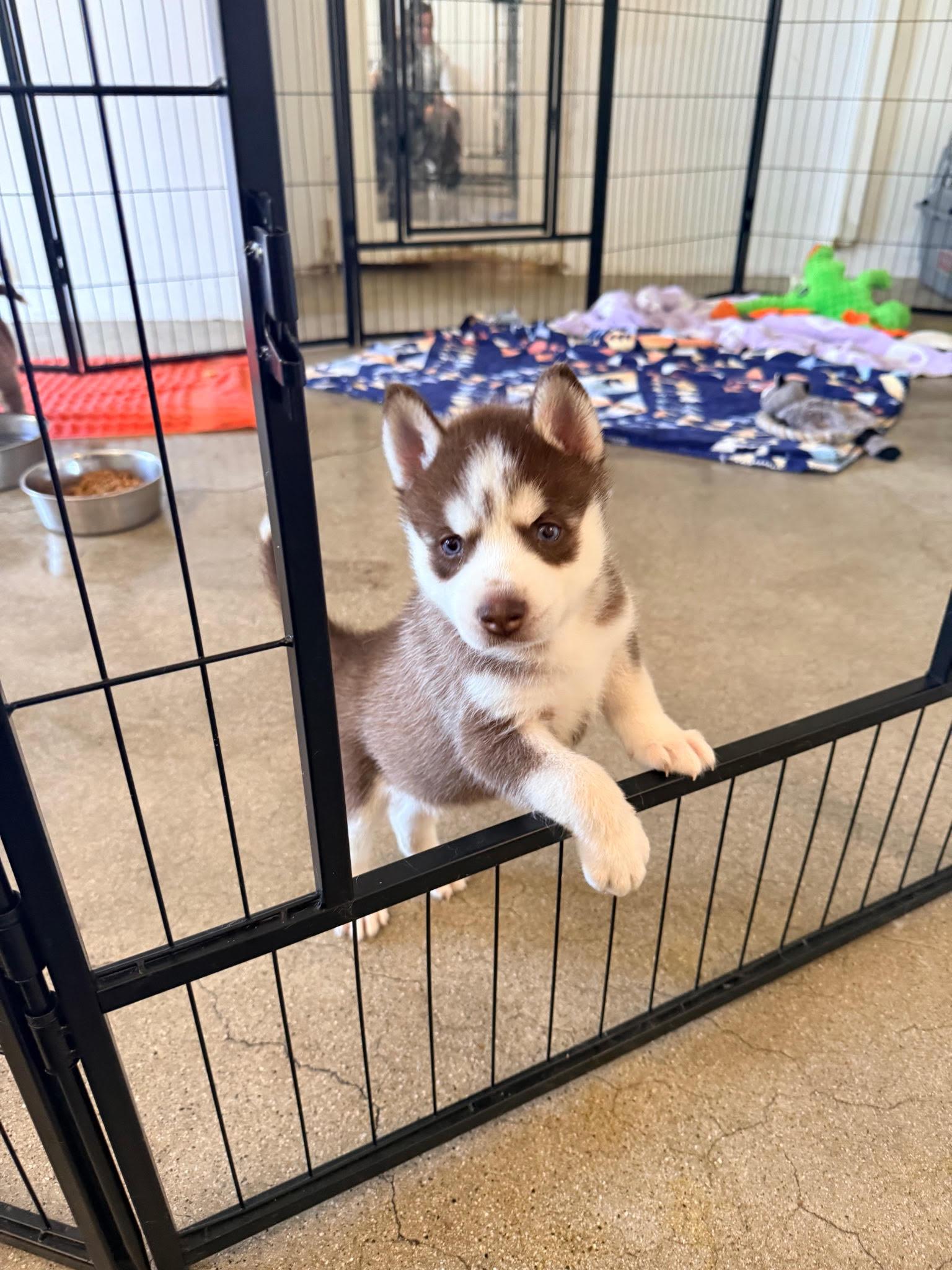 Cassia Sky ...she's out of this world, a ADOPTABLE mixed breed in Los Angeles, CA image 2/2
