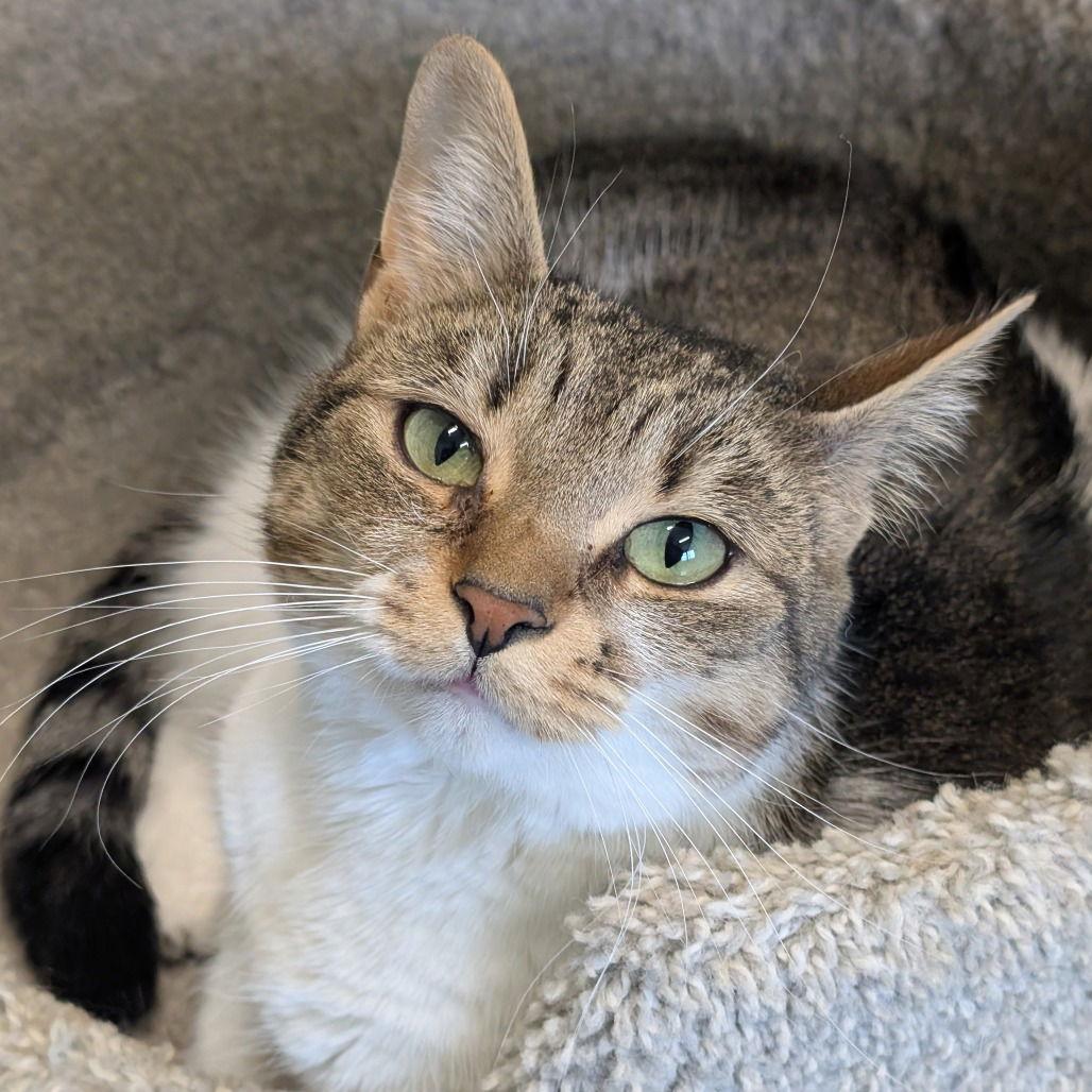 Enlarge Fairy, a Adoptable Domestic Short Hair in New Castle, DE image 2/2