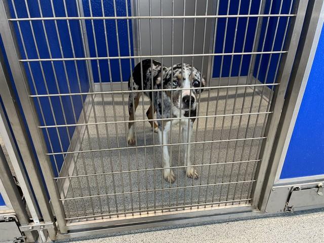 Enlarge COVE, a Adoptable mixed breed in Bloomington, IL image 1/1