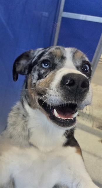COVE, Adoptable, Adult Male Australian Shepherd & Pit Bull Terrier.