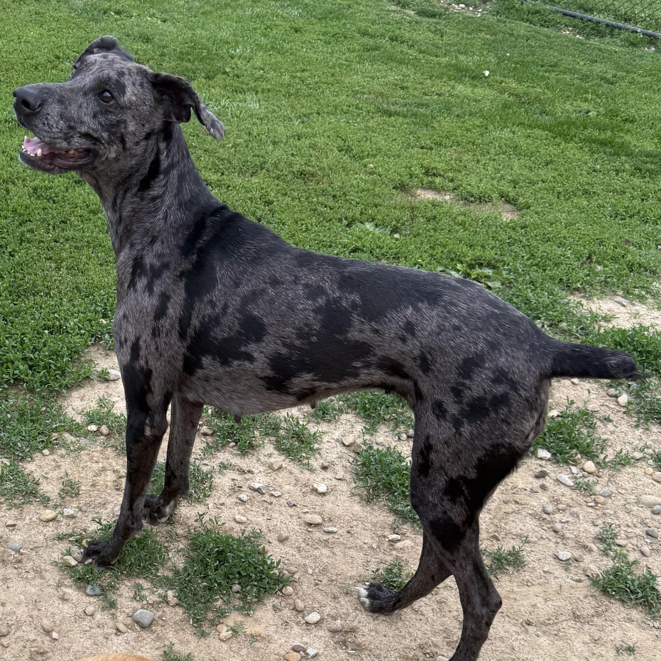 Harper, a ADOPTABLE mixed breed in Brazil, IN image 2/3