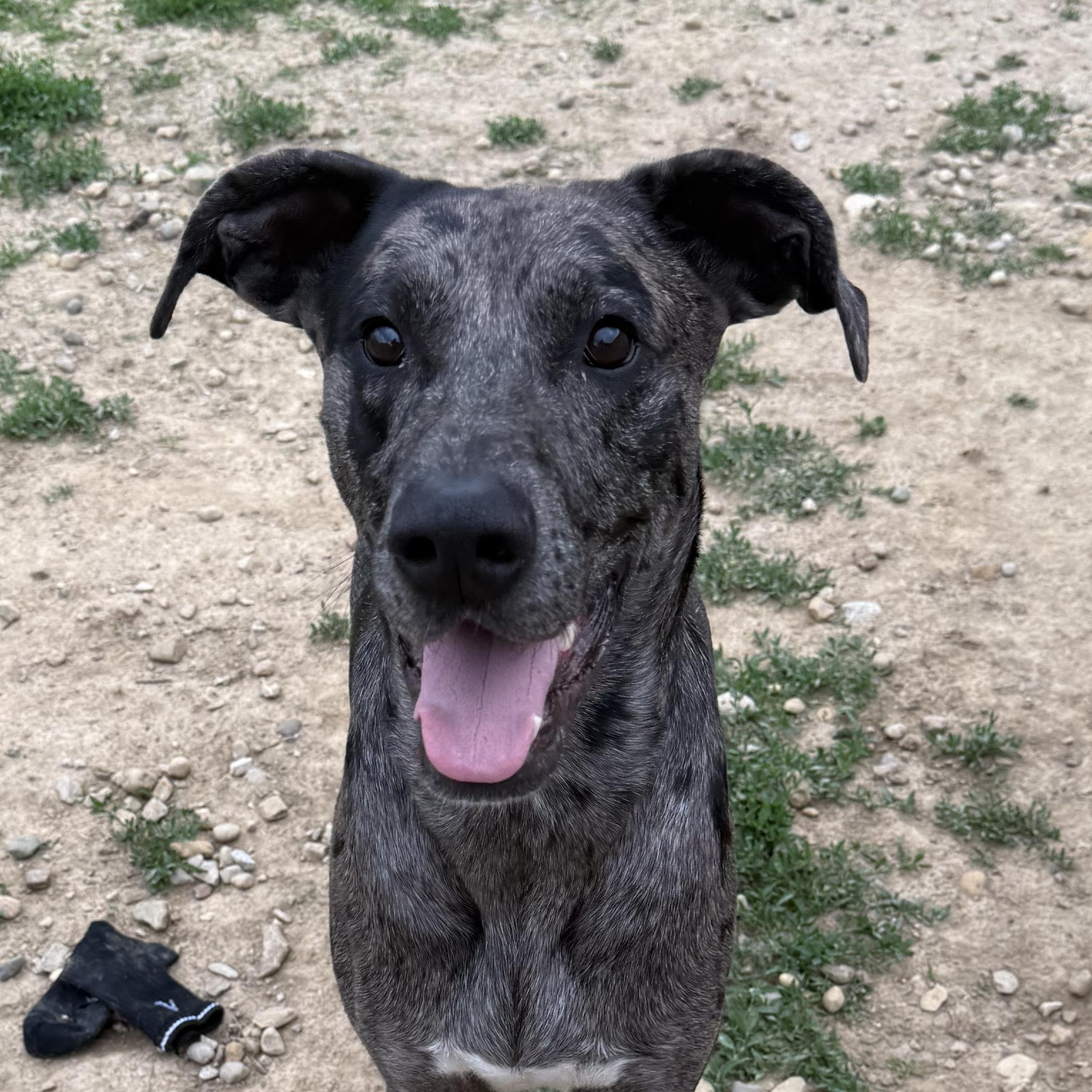 Harper, a ADOPTABLE mixed breed in Brazil, IN image 3/3