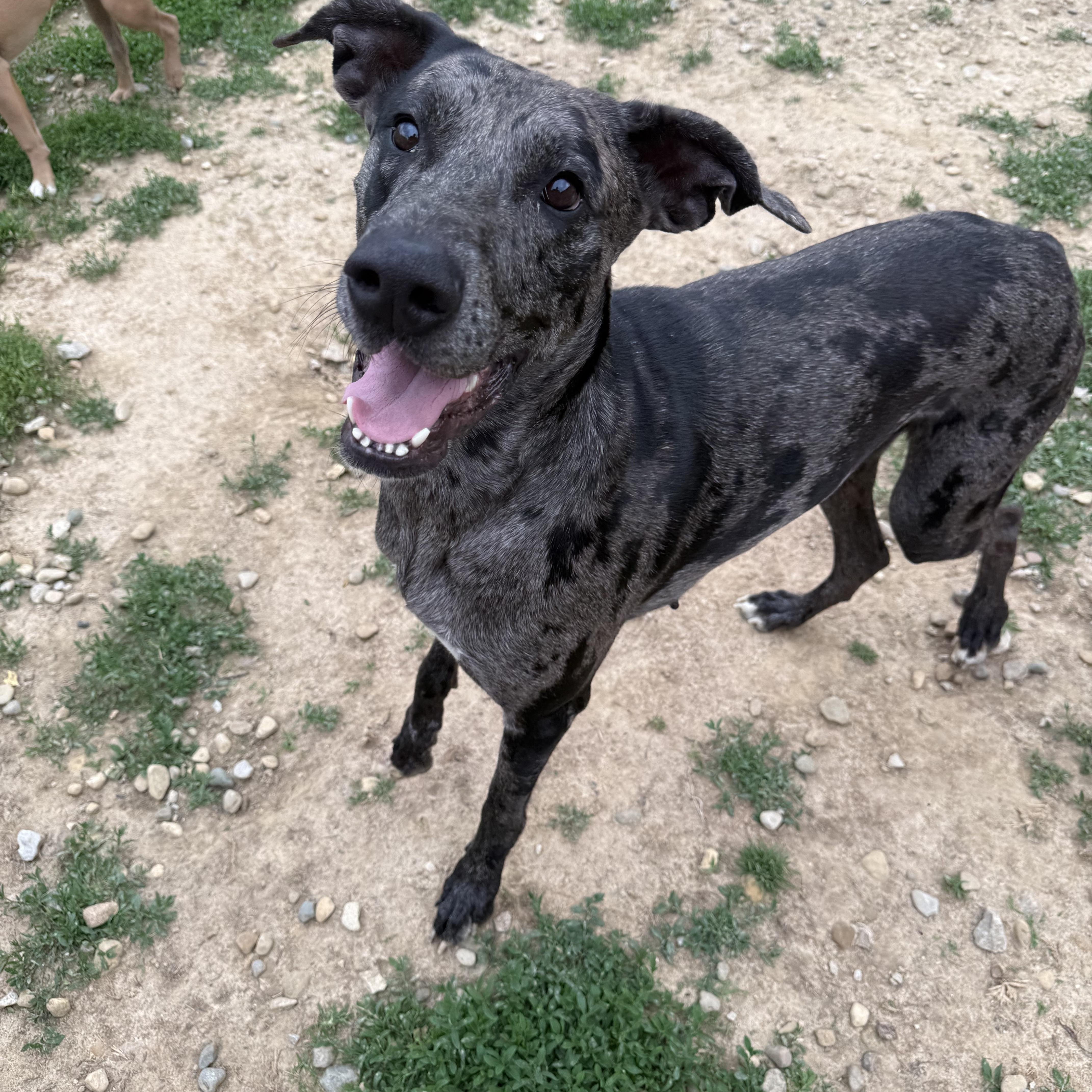 Harper, a ADOPTABLE mixed breed in Brazil, IN image 1/3