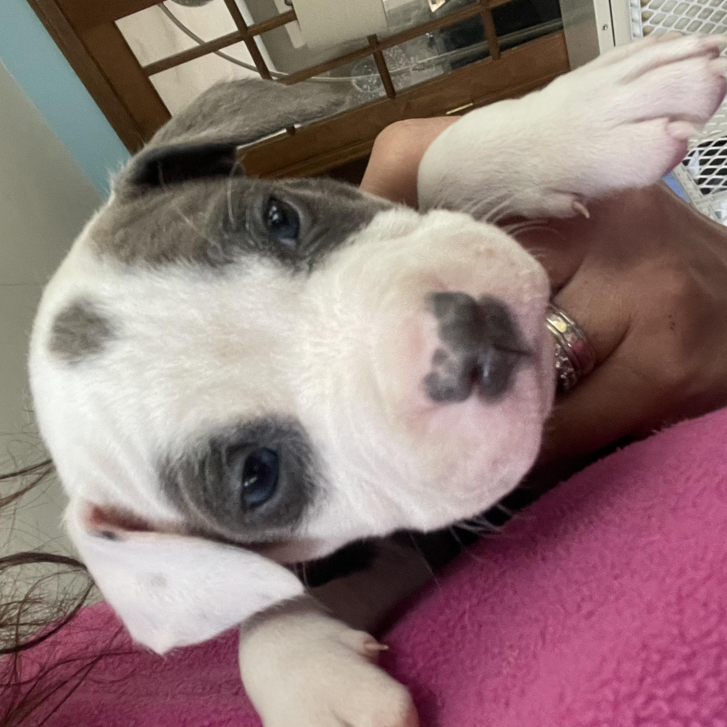 Daniel, a Adopted mixed breed in Kingston, MA image 1/3