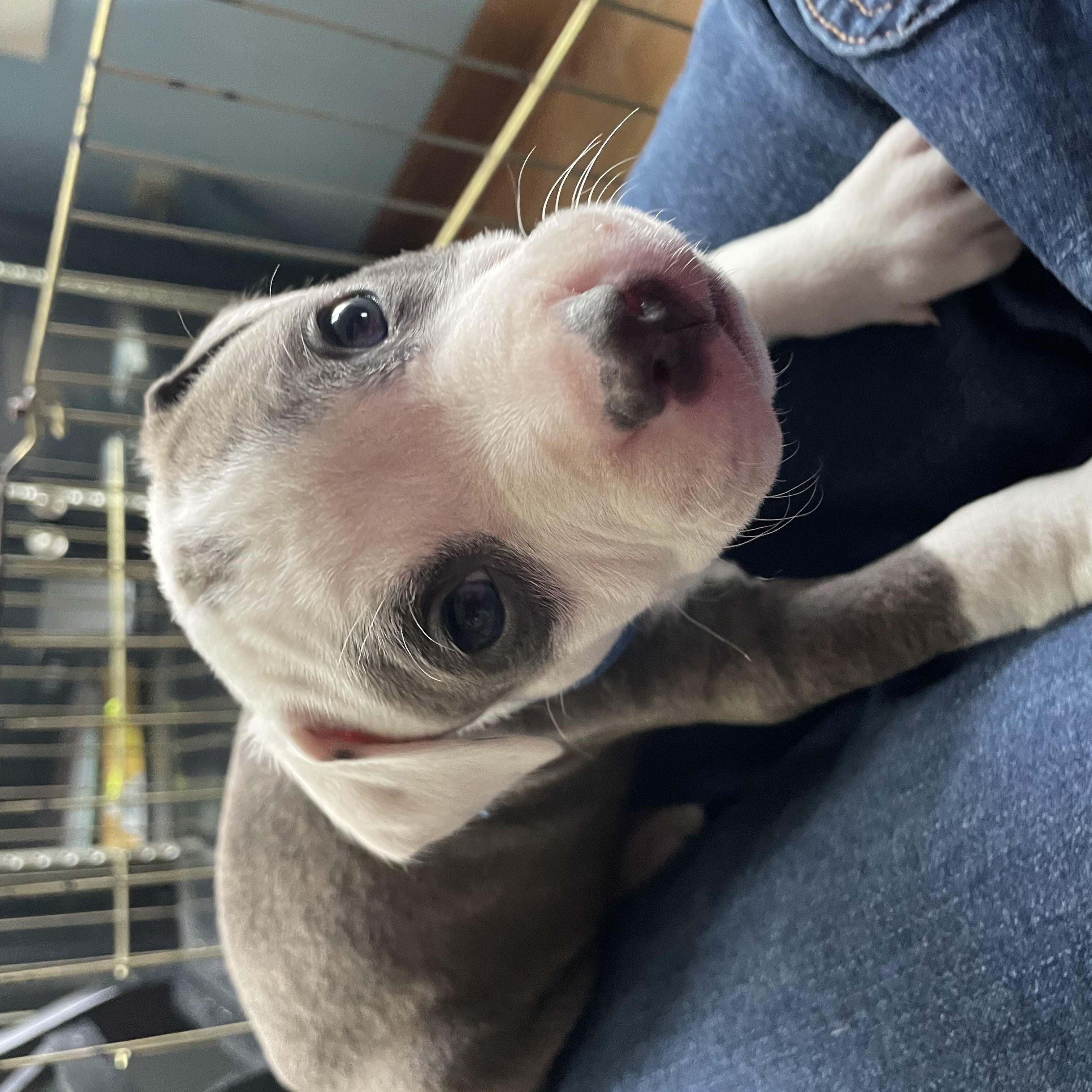 Daniel, a Adopted mixed breed in Kingston, MA image 2/3