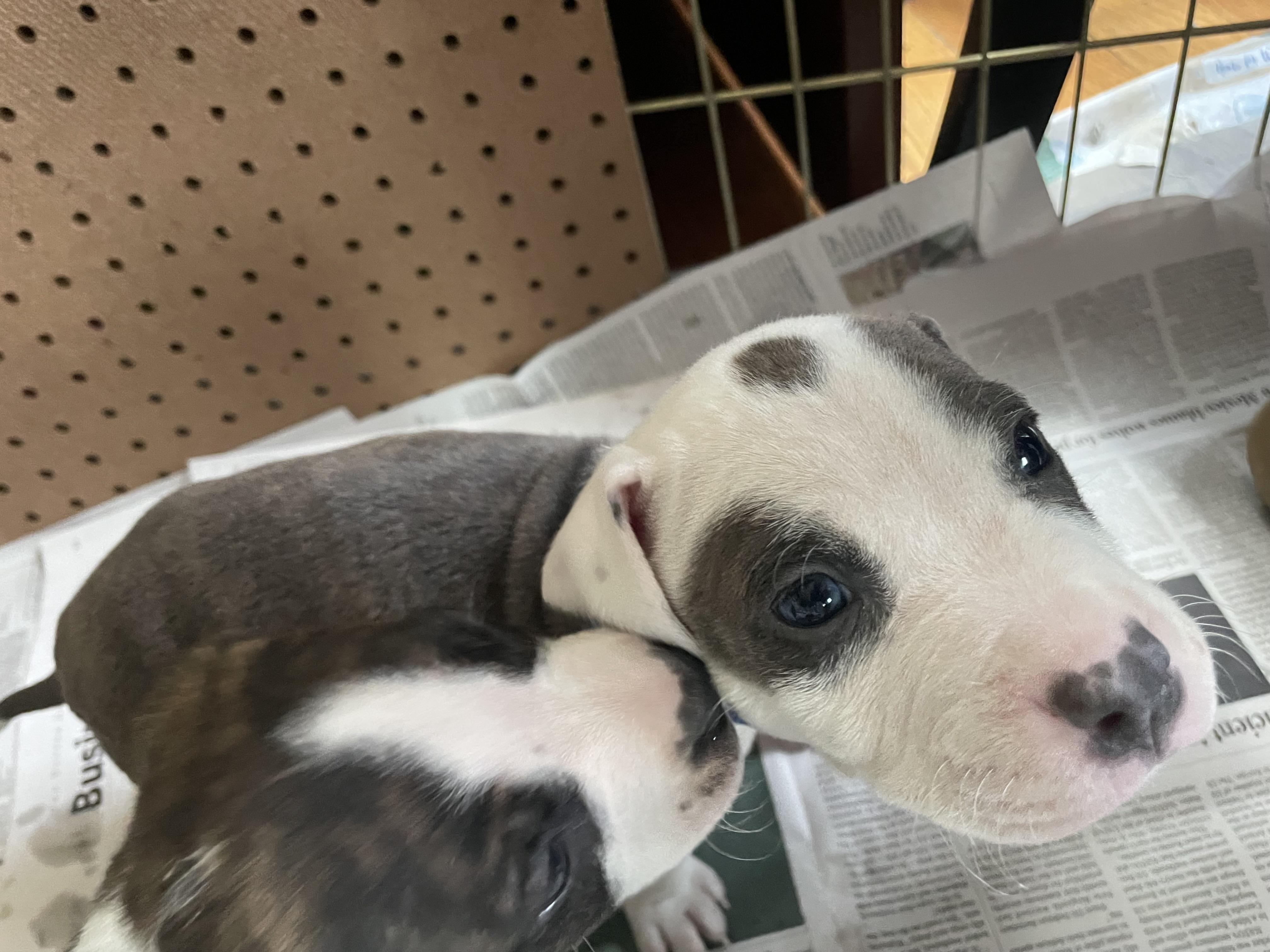 Daniel, a Adopted mixed breed in Kingston, MA image 3/3