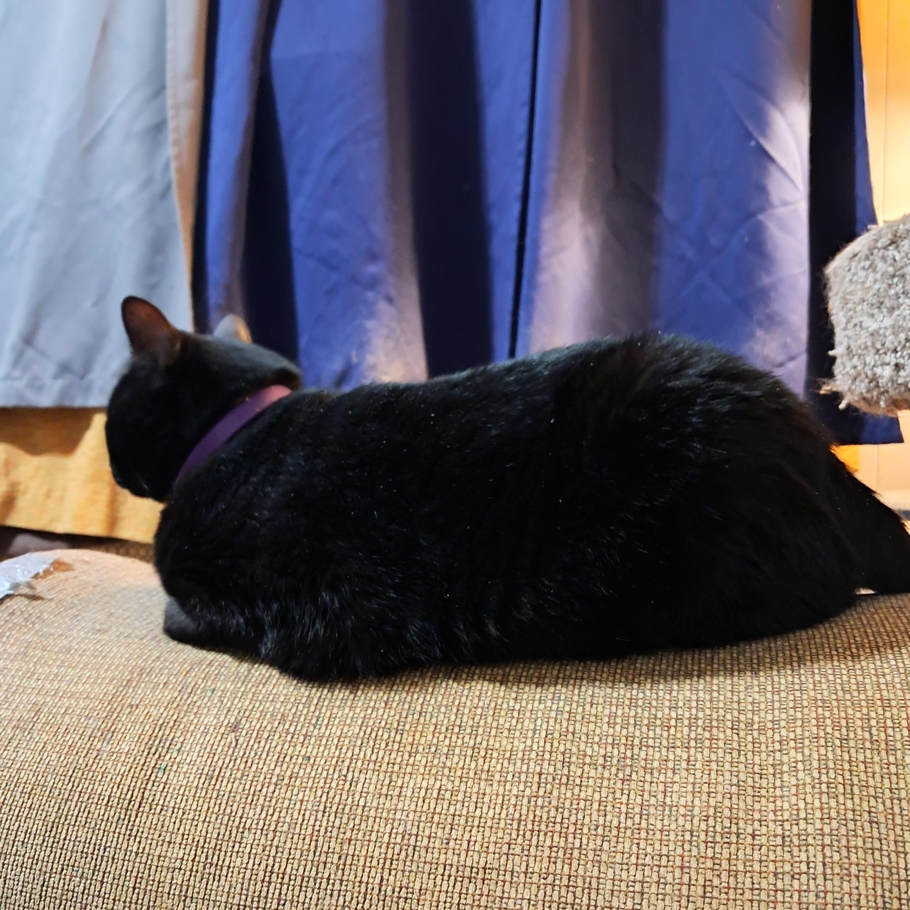 Lilly photo 2