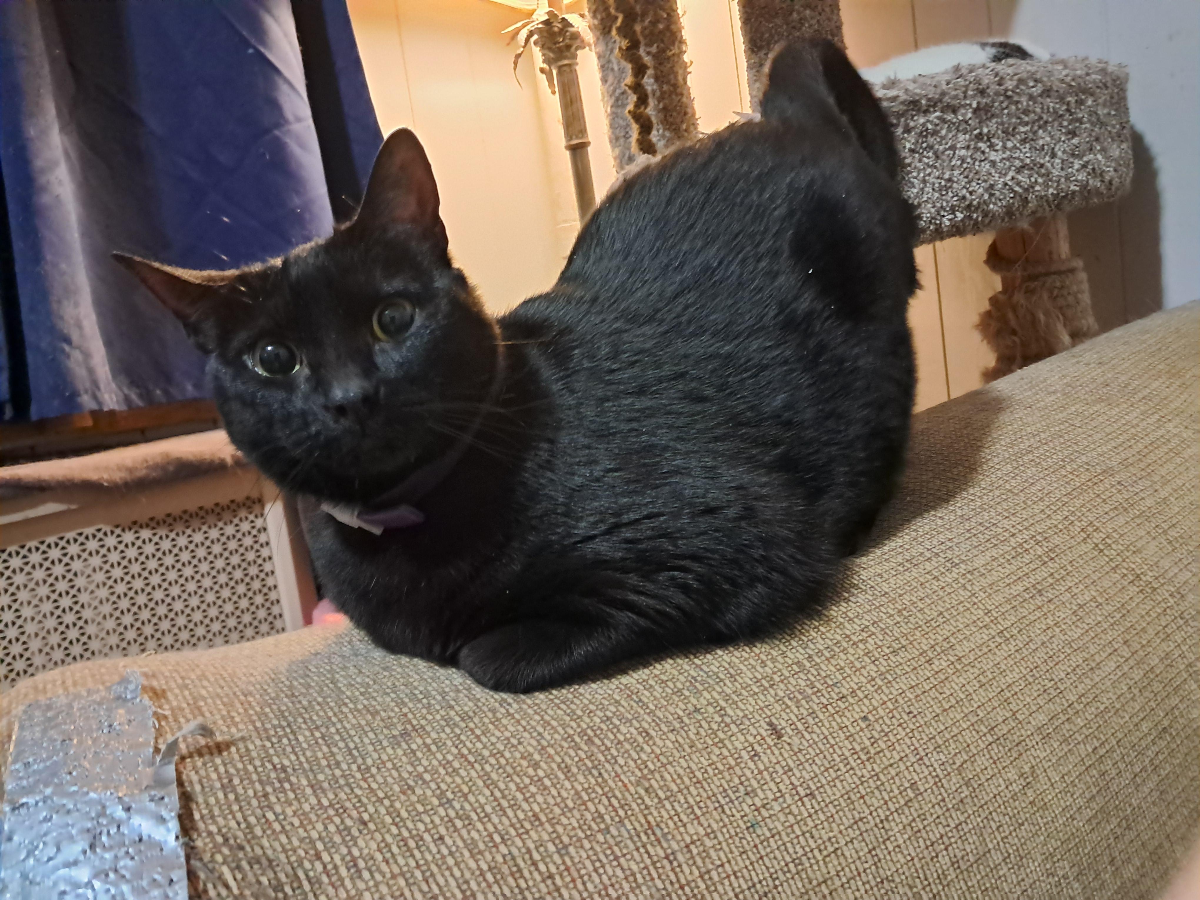Lilly, Adult Female Bombay