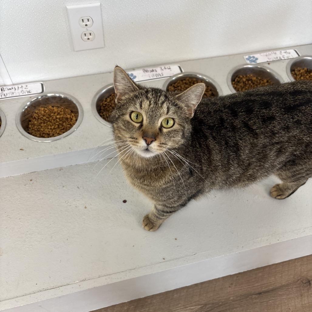 Enlarge Reign, a Adoptable Domestic Short Hair in Brownsboro, AL image 1/6