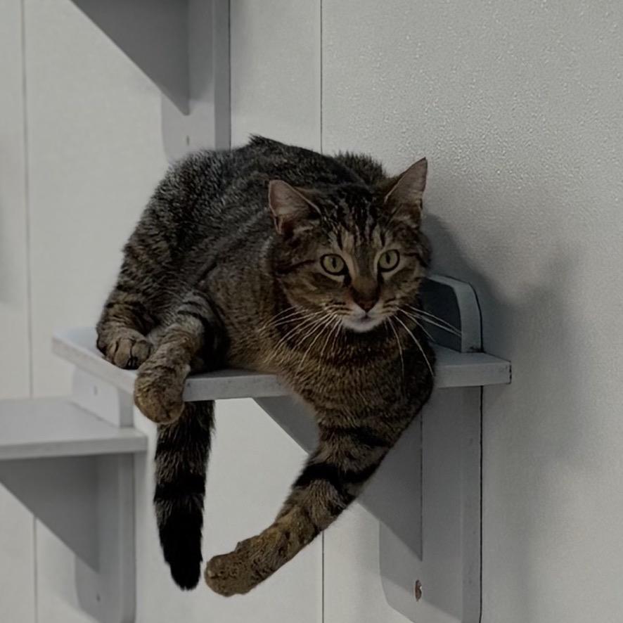 Enlarge Reign, a Adoptable Domestic Short Hair in Brownsboro, AL image 2/6