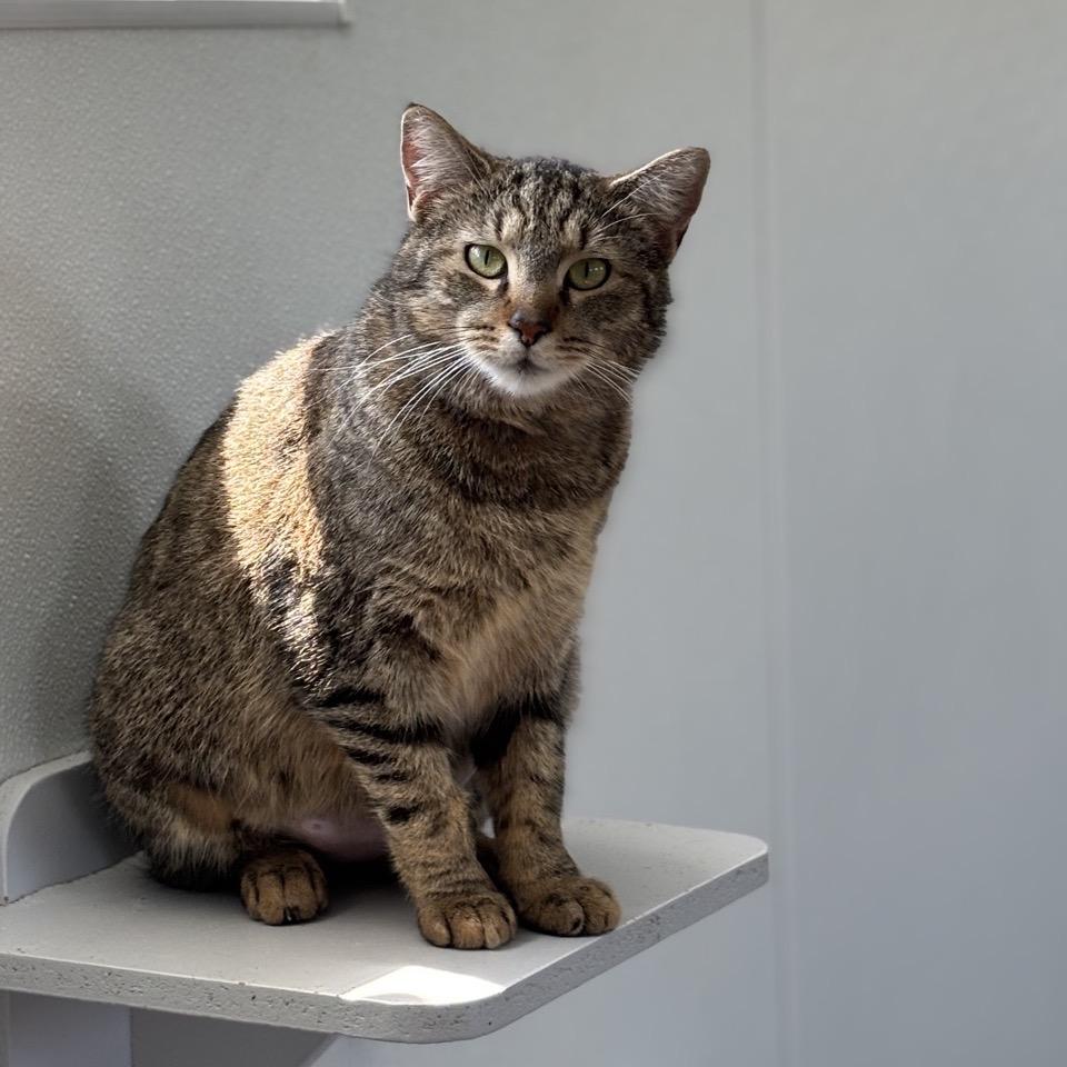 Enlarge Reign, a Adoptable Domestic Short Hair in Brownsboro, AL image 3/6