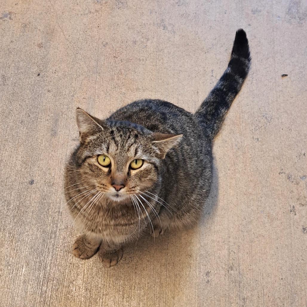 Enlarge Reign, a Adoptable Domestic Short Hair in Brownsboro, AL image 4/6