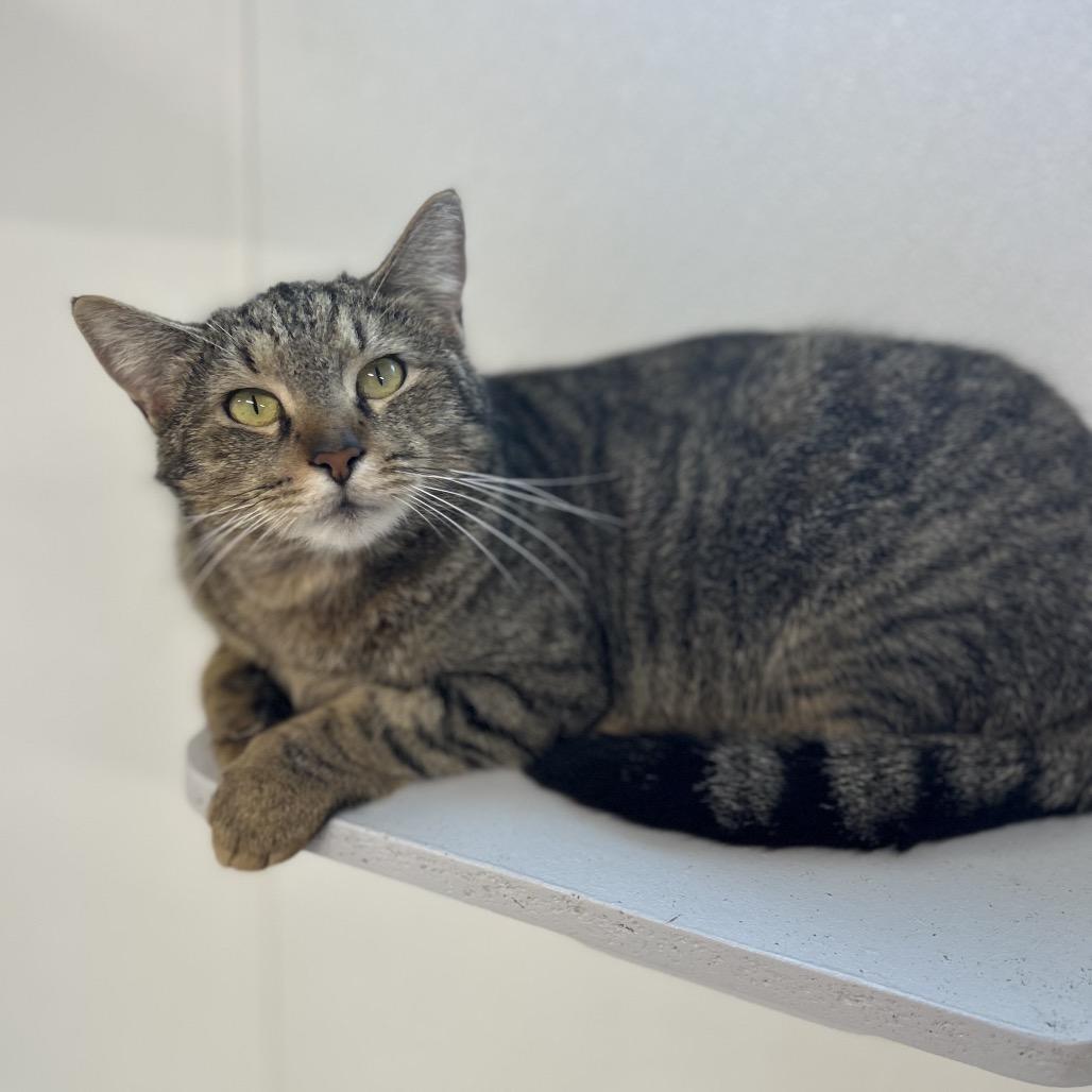Enlarge Reign, a Adoptable Domestic Short Hair in Brownsboro, AL image 5/6