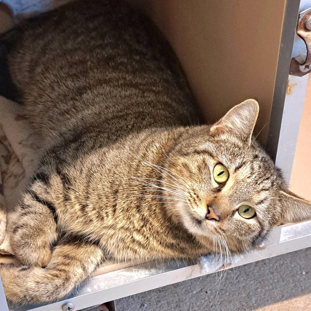 Enlarge Reign, a Adoptable Domestic Short Hair in Brownsboro, AL image 6/6