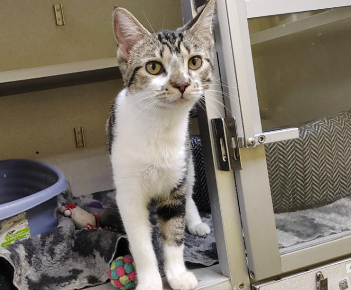 Enlarge Penni Wyse, a Adoptable Domestic Short Hair in Osseo, MI image 1/2