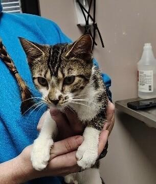 Enlarge Penni Wyse, a Adoptable Domestic Short Hair in Osseo, MI image 2/2