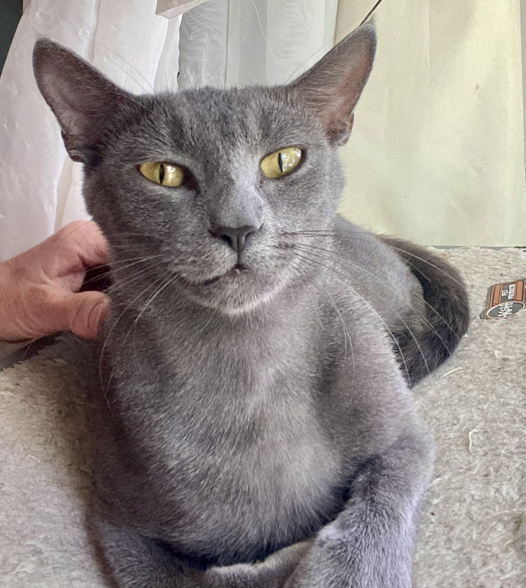 Enlarge Sunny, a Adoptable Domestic Short Hair in Jeffersonville, IN image 2/4