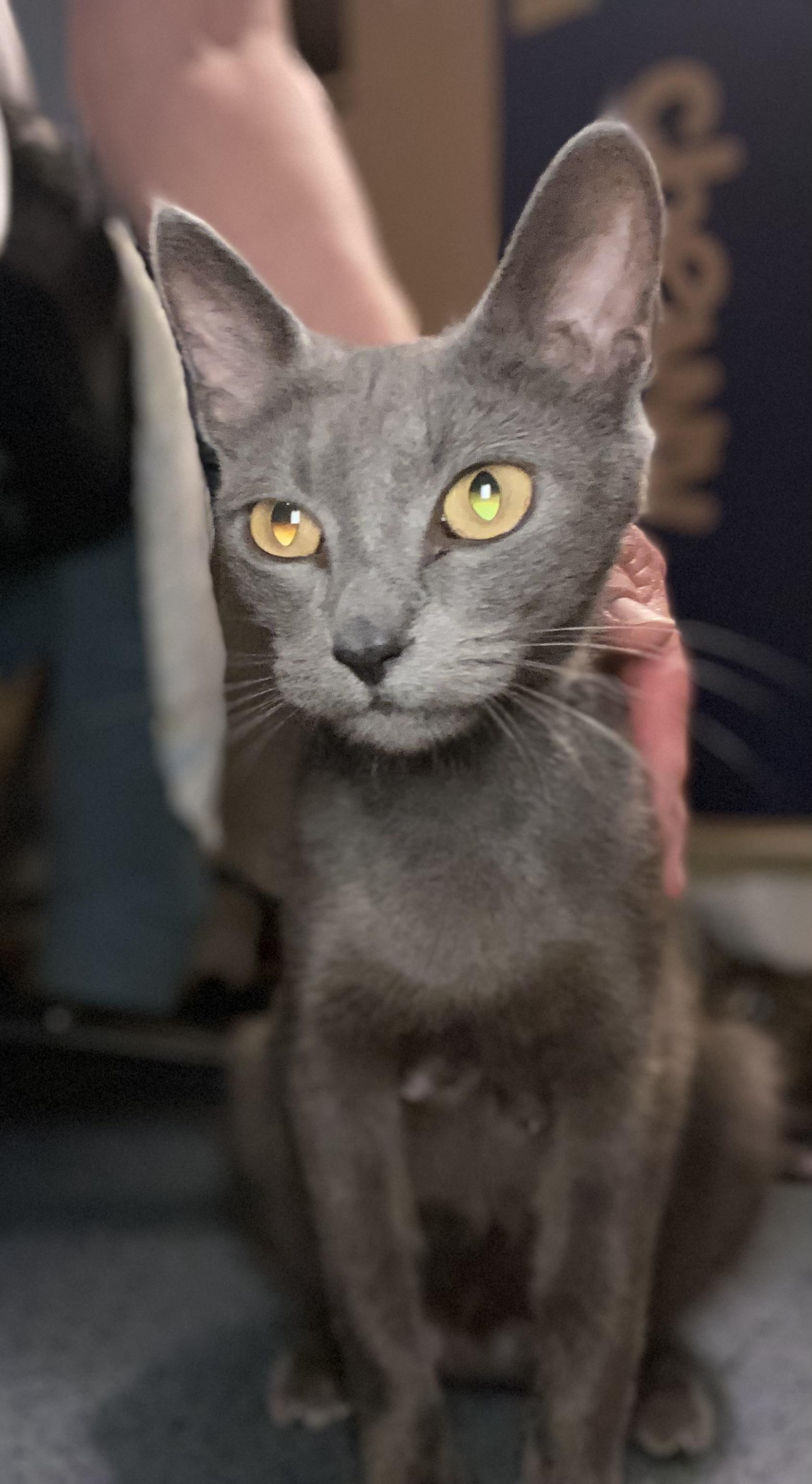 Sunny, Adoptable, Adult Female Domestic Short Hair.