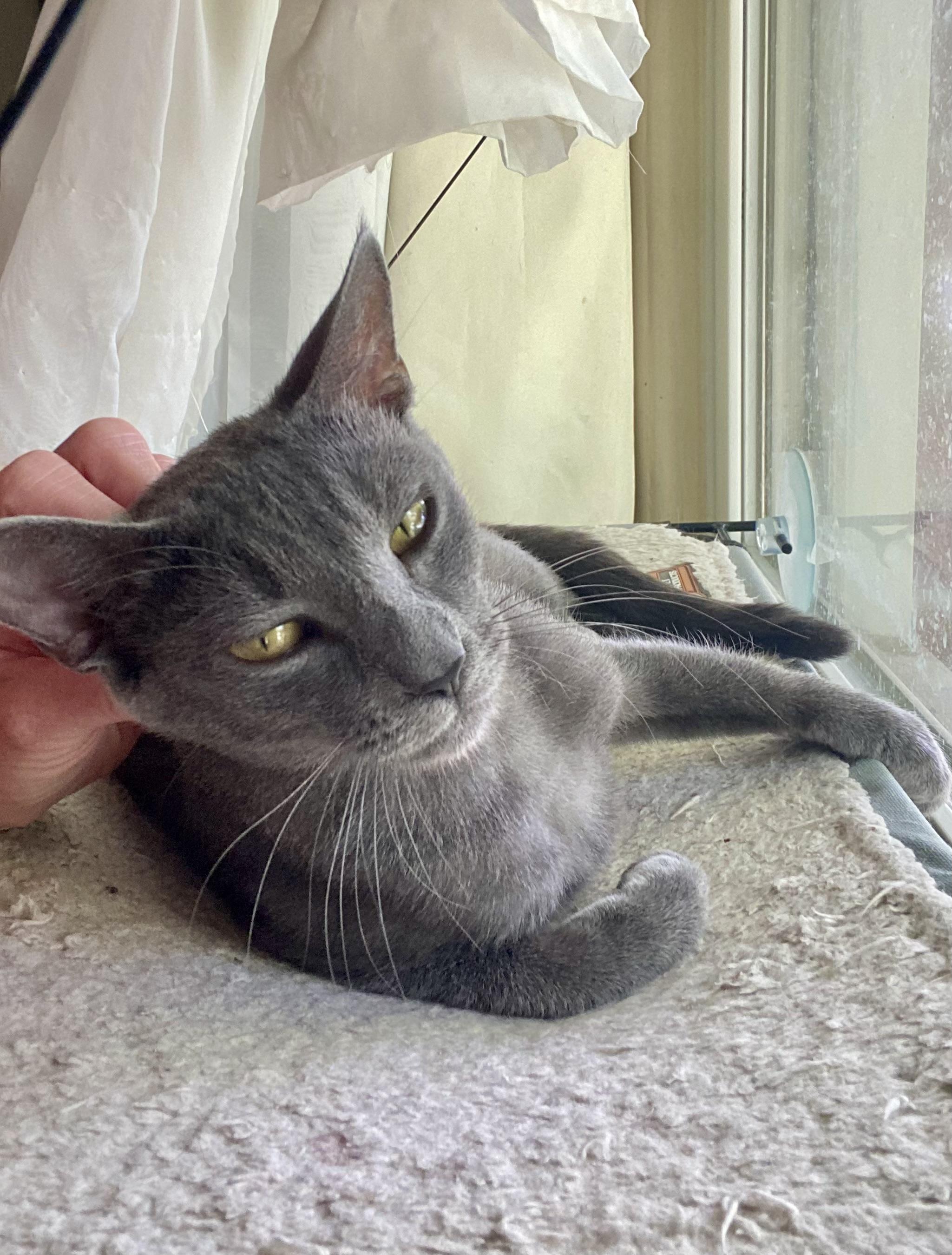 Enlarge Sunny, a Adoptable Domestic Short Hair in Jeffersonville, IN image 3/4