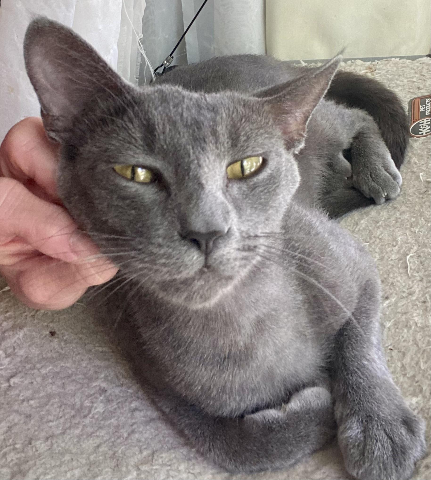 Enlarge Sunny, a Adoptable Domestic Short Hair in Jeffersonville, IN image 4/4