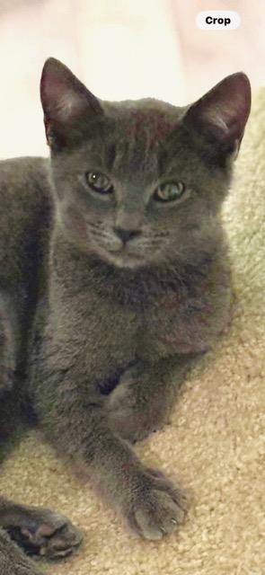 Sizzle, adopted, Young Female Domestic Short Hair.