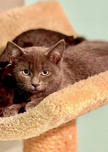 Sizzle, an adopted mixed breed in Englewood, FL image 2/2